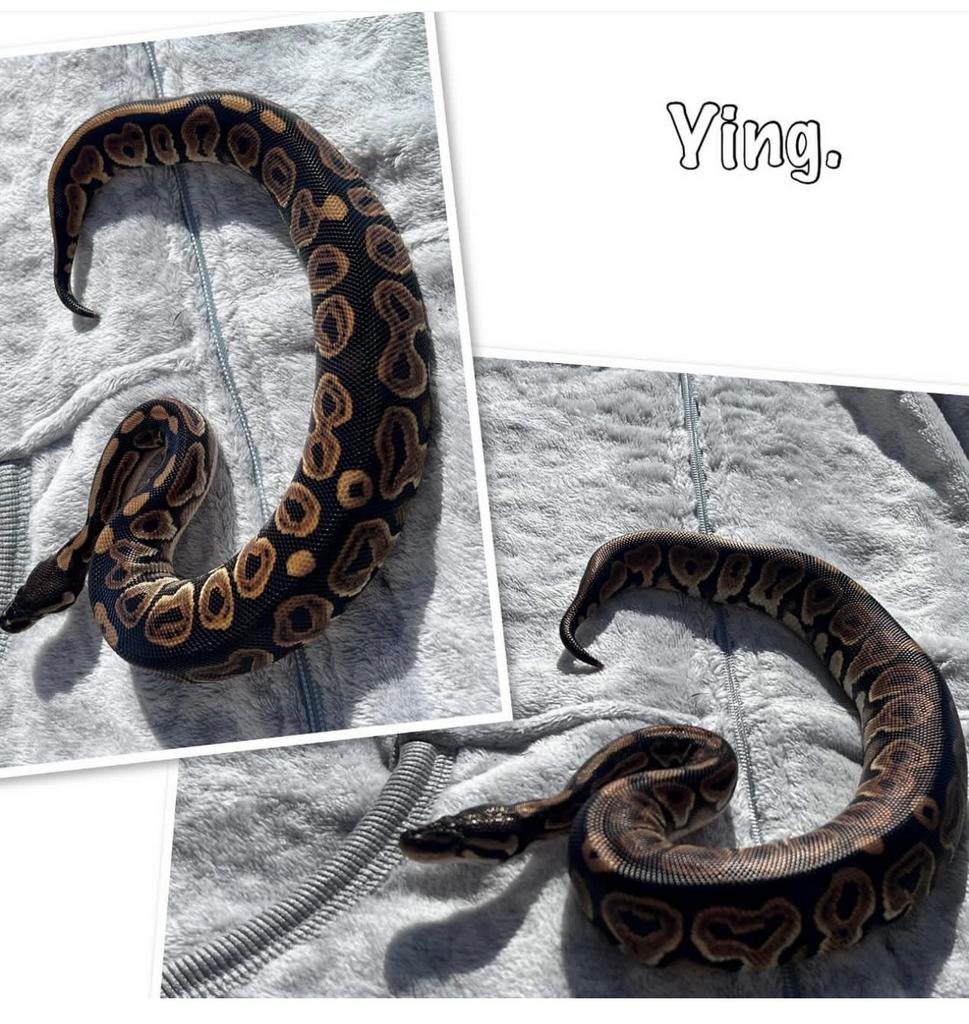 0,1 ballon python, Animaux & Accessoires, Reptiles & Amphibiens, Serpent, 0 à 2 ans