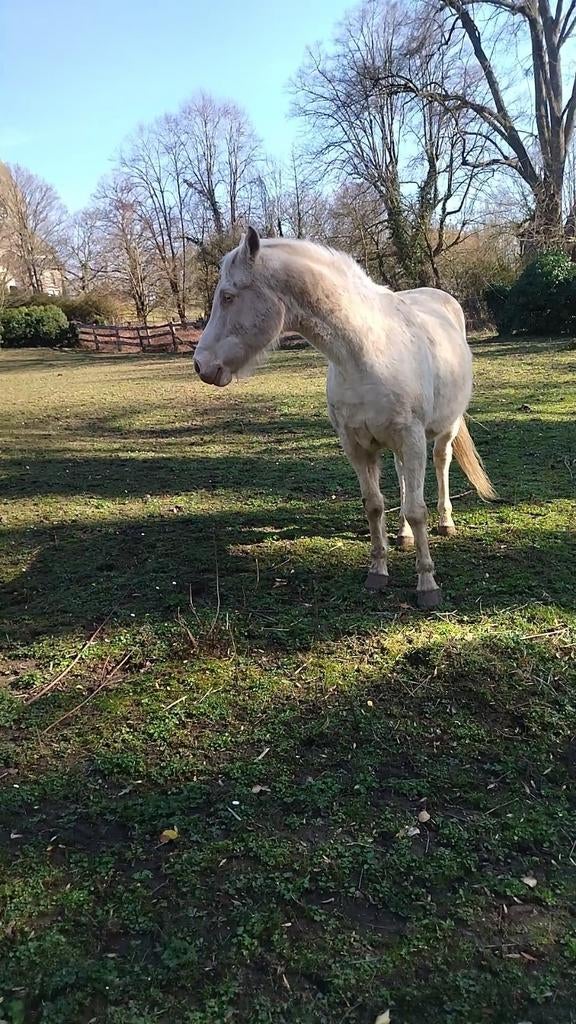 Trés bien montè Hongre cremelo 1,55m de 16ans trés agreable, Enlèvement