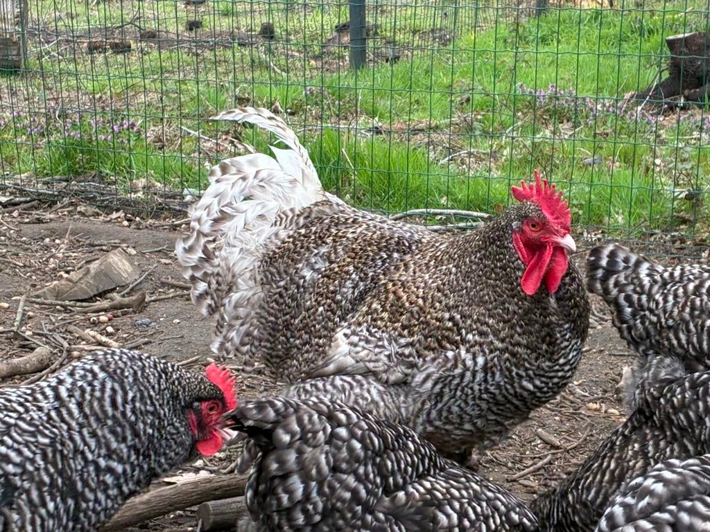 Broedeieren Mechelse hoen/koekoel, Animaux & Accessoires, Volatiles