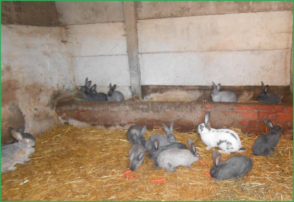 jonge konijnen te koop, Plusieurs animaux, Grand, 0 à 2 ans