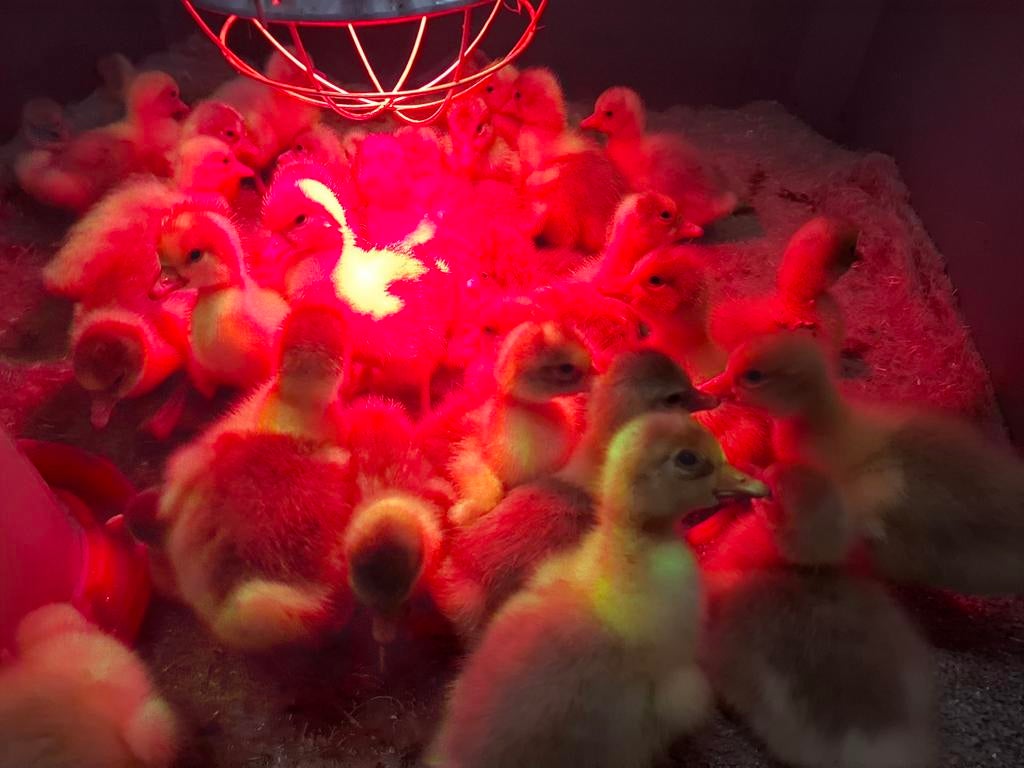 Kuikens ganzen kuikentjes van witte boerenganzen
