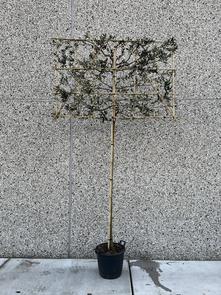 Steeneik Leibomen 15 stuks, Tuin en Terras, Ophalen, In pot, Leiboom, 250 tot 400 cm