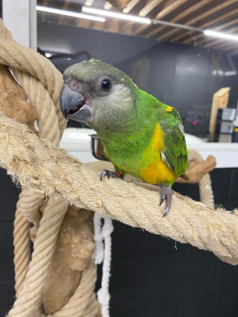 We zoeken baby Bonte Boertjes en Meyer papegaaien, Dieren en Toebehoren, Vogels | Parkieten en Papegaaien, Meerdere dieren, Geringd