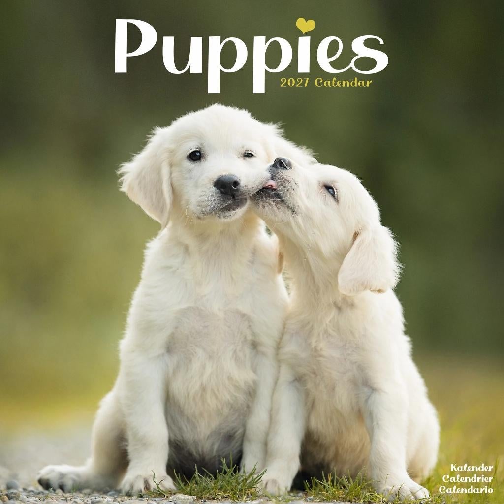 Calendrier Chiots 2027 En précommande, Divers, Calendriers, Enlèvement ou Envoi, Calendrier annuel, Neuf