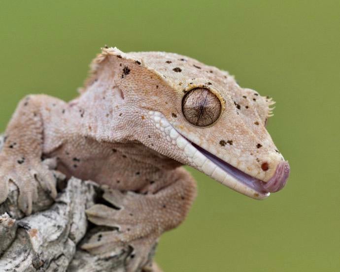 OPZOEk: Jonge wimpergekko, Dieren en Toebehoren, Reptielen en Amfibieën