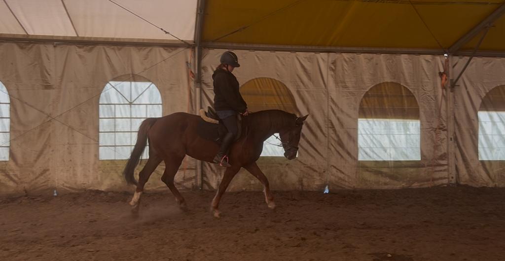 Halve stal, Dieren en Toebehoren, Merrie, ZZ, Met stamboom, Springpony