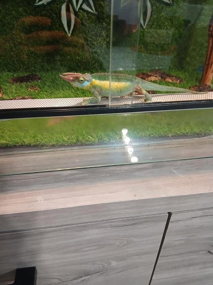 Kameleon + terrarium, Ophalen, Verlichting