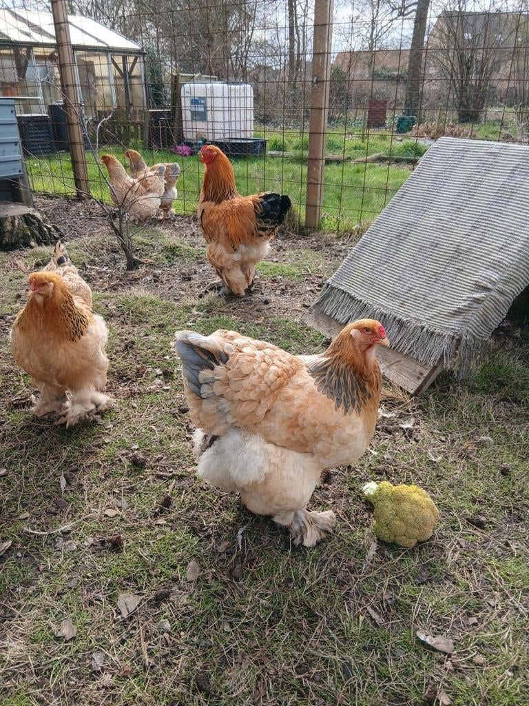 Brahma broedeieren buff blauw x buff zwart RESERVEREN