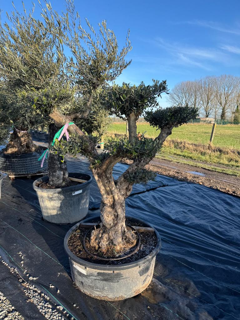 Olijfboom ponpon ramificado, Volle zon, Ophalen of Verzenden, 100 tot 250 cm, Olijfboom