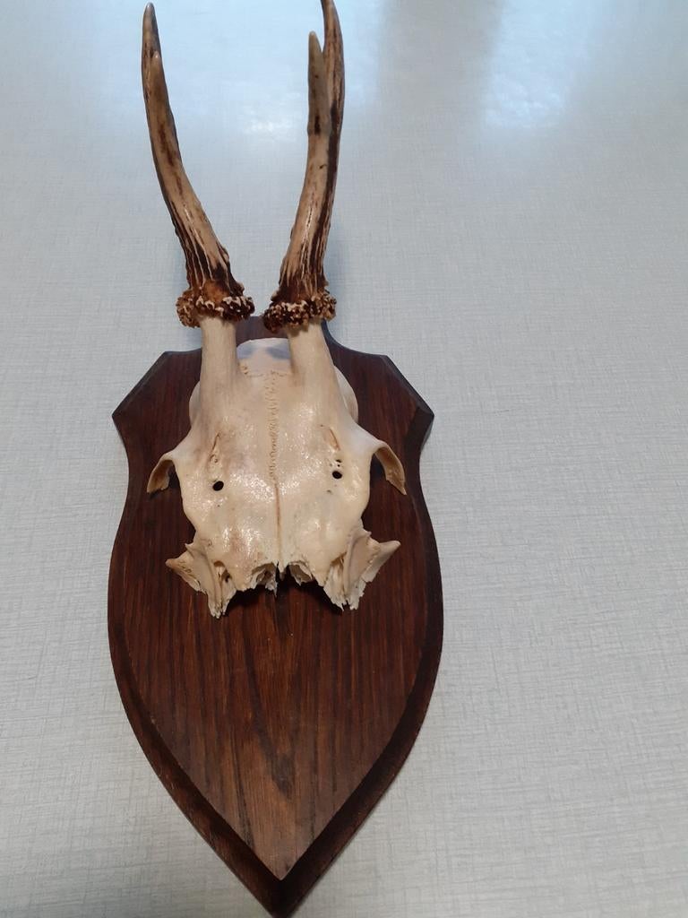 Taxidermie, Verzamelen, Dierenverzamelingen, Ophalen, Zo goed als nieuw