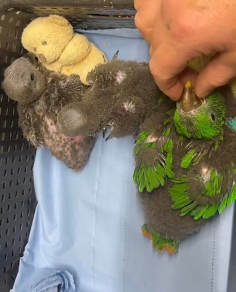 De jeunes perroquets rouges super apprivoisés, Animaux & Accessoires, Oiseaux | Perruches & Perroquets, Perroquet, Mâle, Parleur