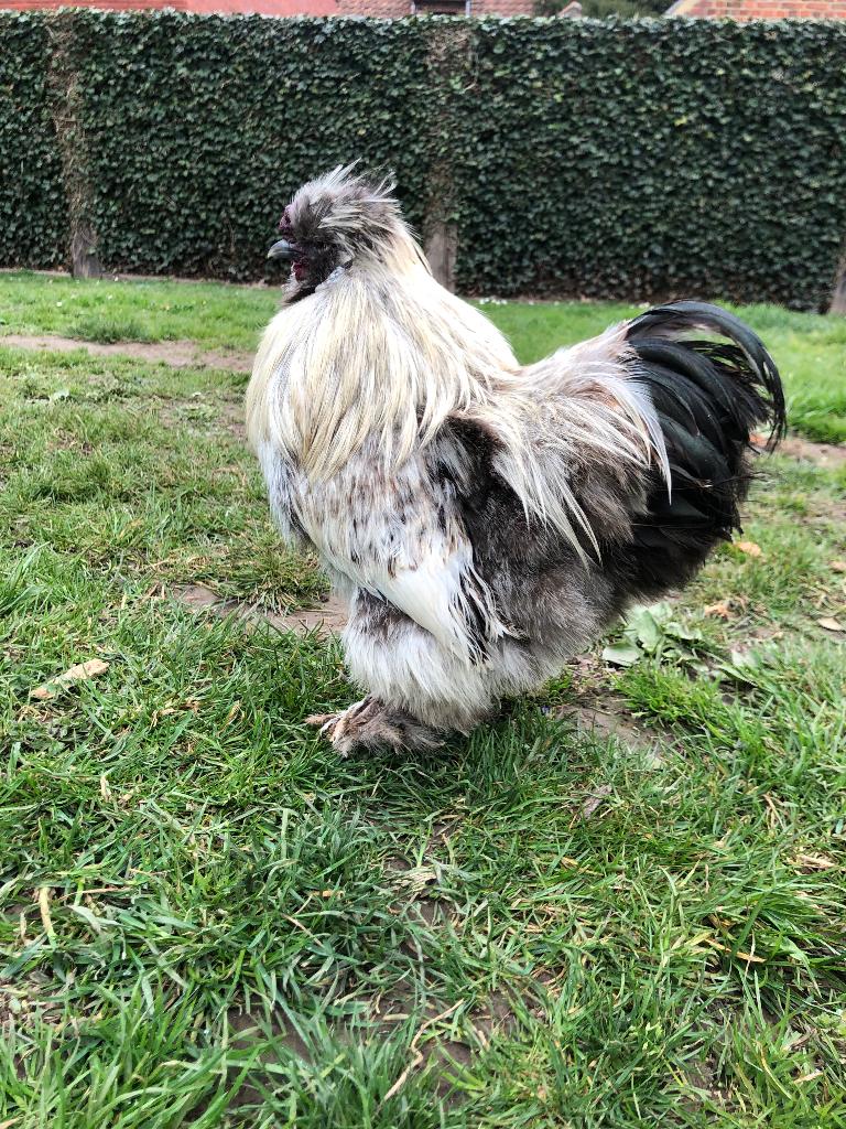 Zijdehoender haan, Mannelijk