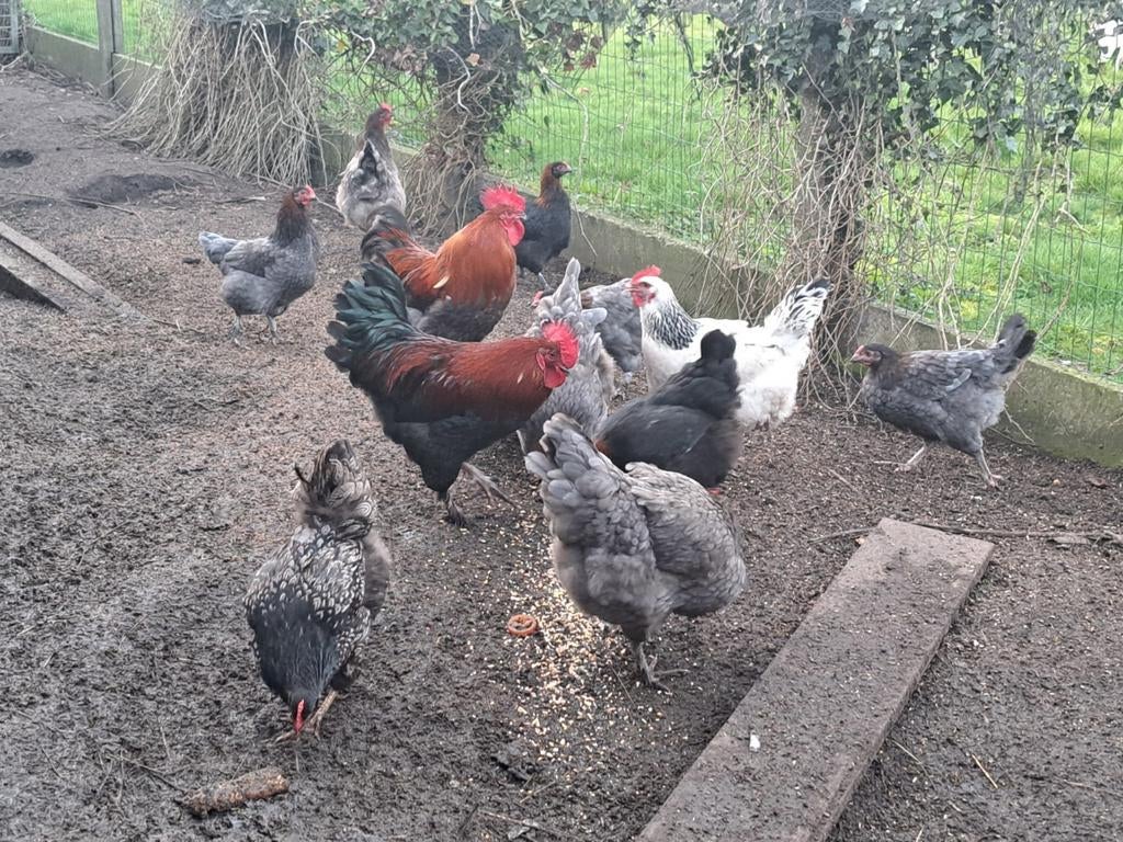 Broedeieren van Marans kippen te koop