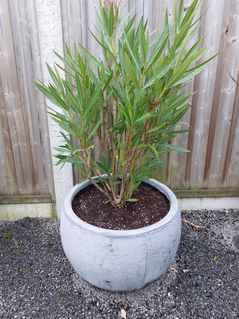 Ovale bloempotten ( set van 3 stuks ), Ophalen, Binnen