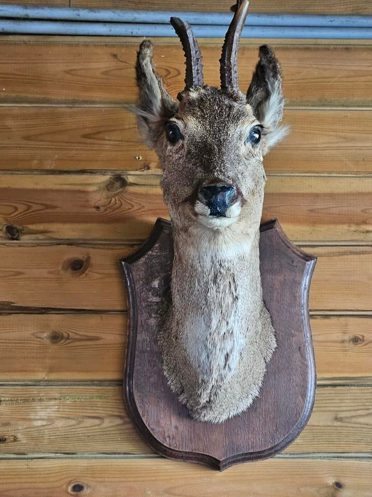 BEVROREN HERTENKOP

Dit is een prachtig gemodelleerd, opgeze, Verzamelen, Dierenverzamelingen, Ophalen of Verzenden, Hert