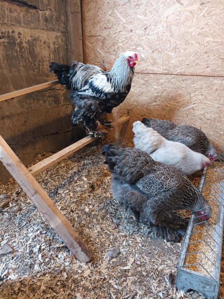 Broedeieren Brahma zilverpatrijs