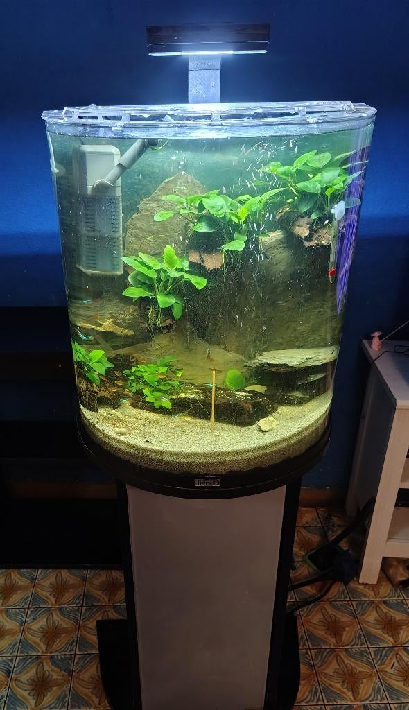 Aquarium, Aquarium vide, Comme neuf, Enlèvement, Couvercle inclus