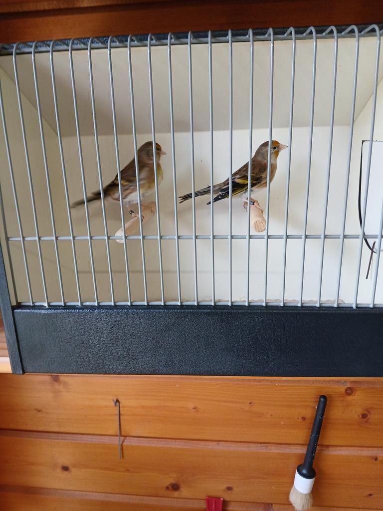 Hybride femelles, Animaux & Accessoires