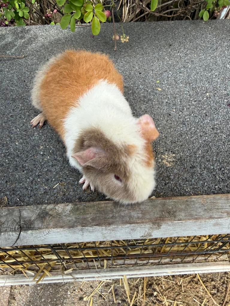 US teddy cavia beertje, Mâle, Février, Domestique, Cobaye