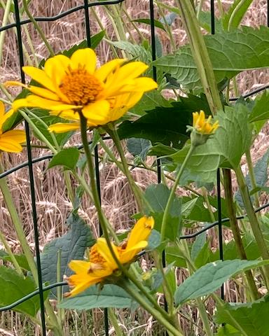 Zonneogen (Heliopsis helianthoides), Tuin en Terras, Volle zon, Vaste plant, Zomer, Ophalen