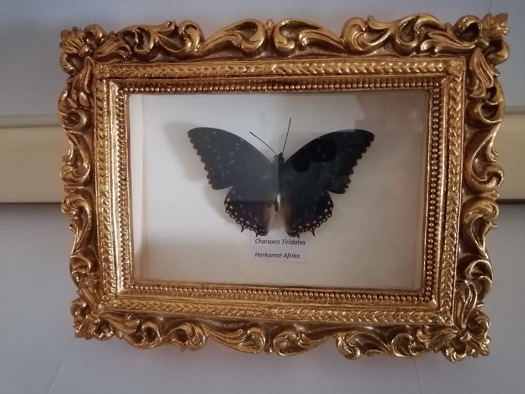 Taxidermy, Verzamelen, Ophalen of Verzenden, Nieuw, Insect, Opgezet dier