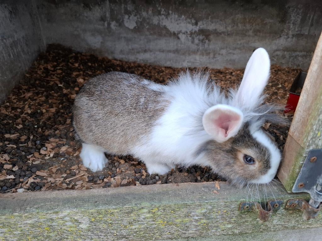 Dwergkonijn leeuwekopjes, Dieren en Toebehoren, Konijnen, Mannelijk, Dwerg, 0 tot 2 jaar