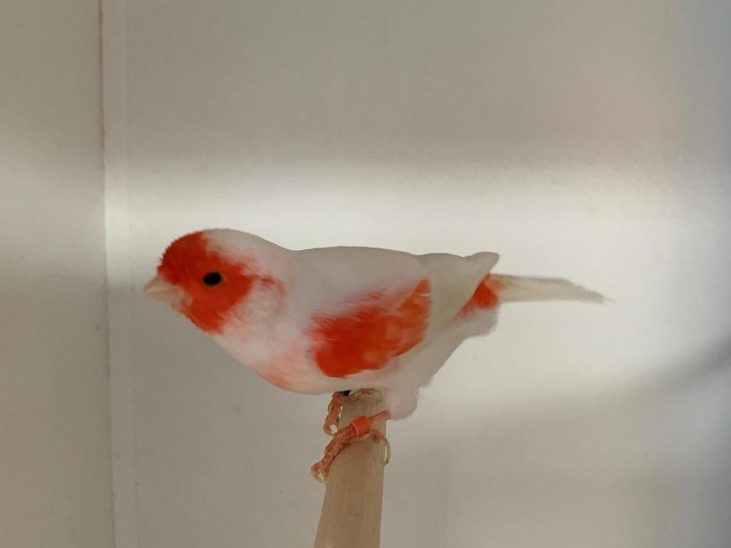 Mooie rood-mozaiek man 2025 !!!