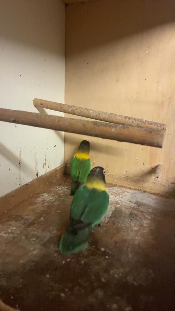 Vogels, Dieren en Toebehoren, Vogels | Parkieten en Papegaaien