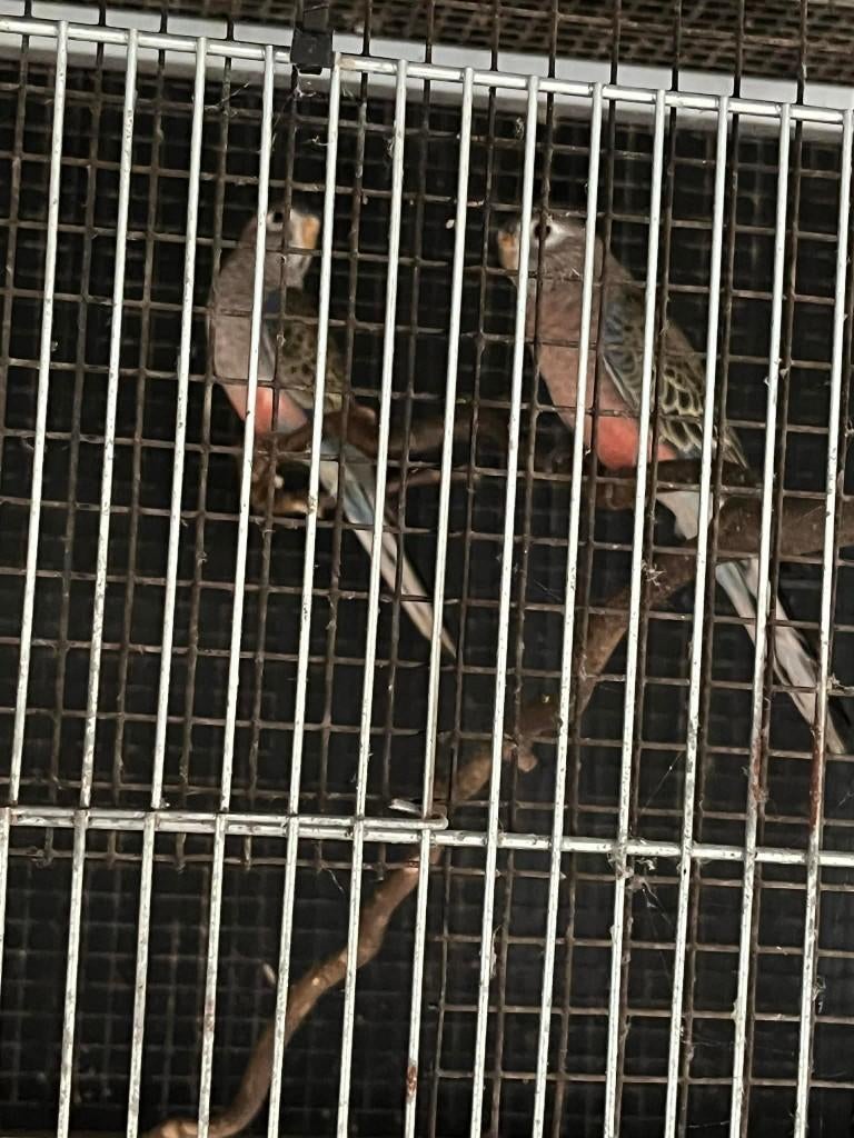 bourkens parkieten 2 poppen kweekrijp, Dieren en Toebehoren, Vrouwelijk, Parkiet, Geringd