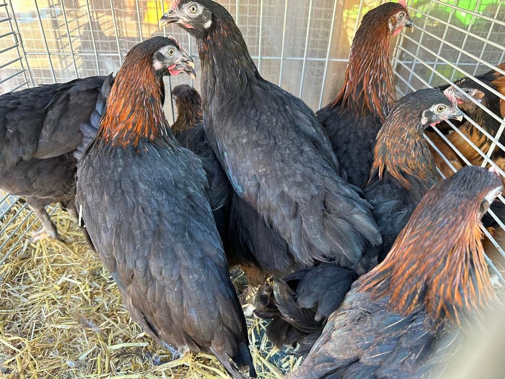 Marans kippen zwart koperhals