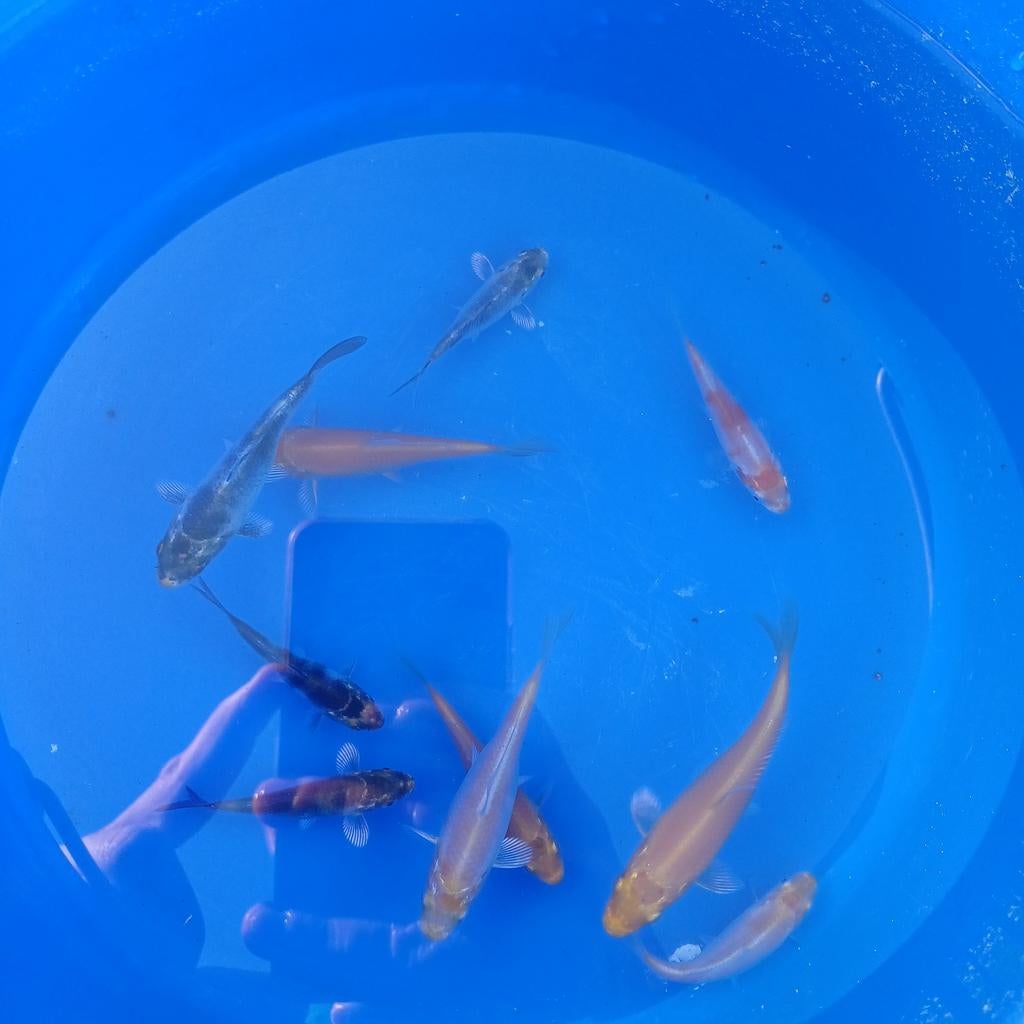 Koibroed baby koi's +-7cm, Dieren en Toebehoren