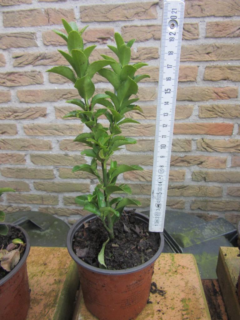 PLANTES DE JARDIN, Enlèvement, Plante fixe