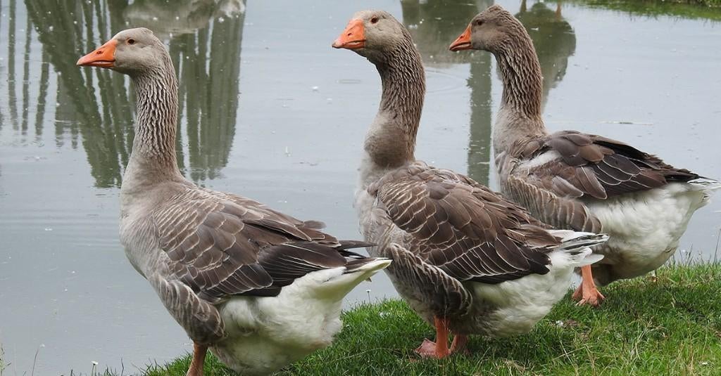toulouse ganzen, Dieren en Toebehoren, Pluimvee, Meerdere dieren, Gans of Zwaan