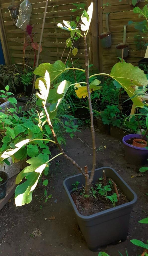 Figuier Bifére Marcotage, Jardin & Terrasse, Plantes | Arbres fruitiers, Enlèvement, Figuier