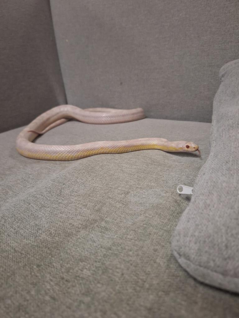 Korenslangen, kweekdieren., Animaux & Accessoires