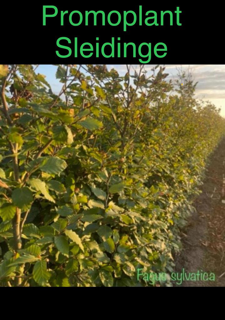 ‼️Beukenhaag aan PROMOprijzen‼️, Ophalen, Beukenhaag, Haag