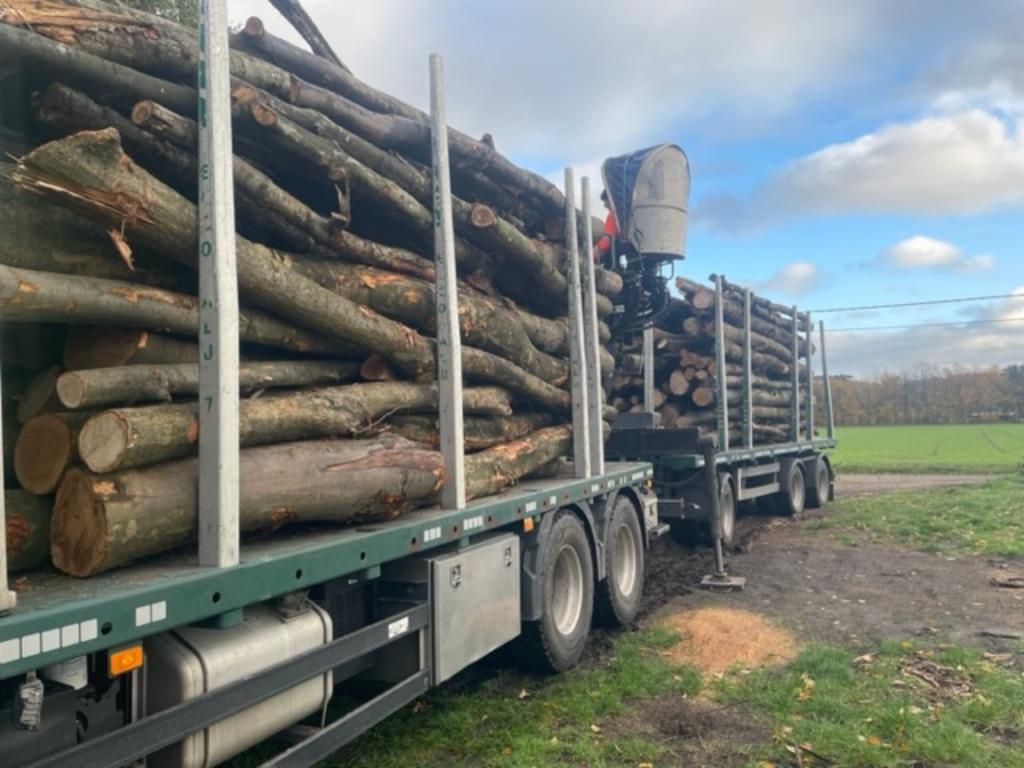 troncs d'arbres à vendre pour le bois de chauffage, 6 m³ ou plus, Enlèvement, Chêne, Troncs d'arbres