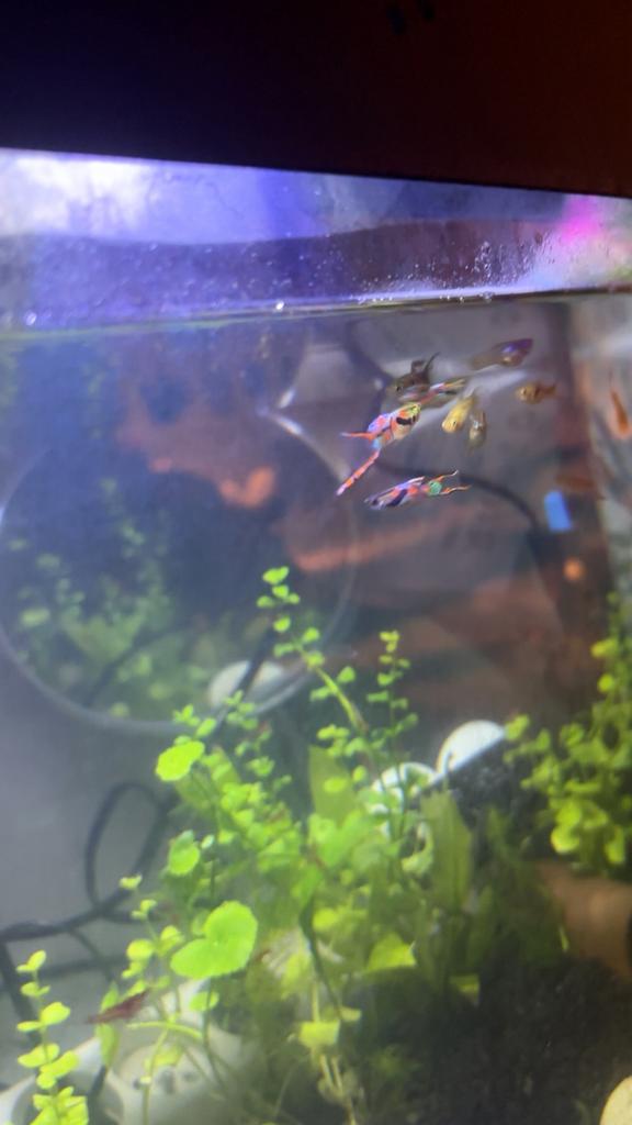 Guppies, Poisson, Poisson d'eau douce, Banc de poissons