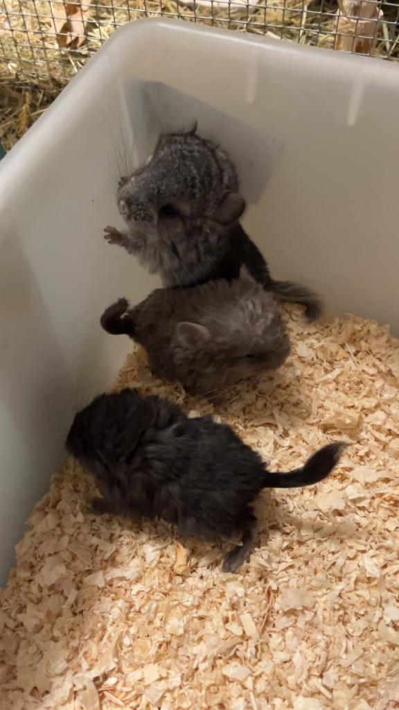 31/1 Héél tamme chinchilla’s curly en gendrager, Dieren en Toebehoren, Knaagdieren, Chinchilla, Januari, Meerdere dieren, Tam