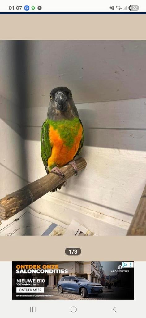 Perroquet du Sénégal recherché ! ! ! Région d'Ostende, Sexe inconnu, Perroquet, Bagué