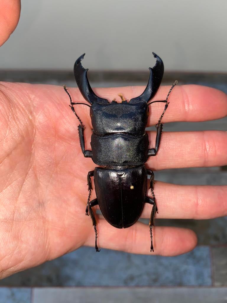 Serrognathus titanus titanus naturalisé, Enlèvement, Neuf, Insecte, Animal empaillé