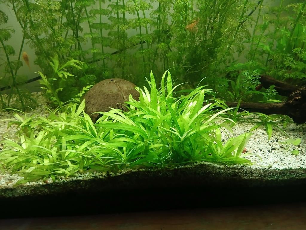 Plante aquarium, Animaux & Accessoires, Poissons | Aquariums & Accessoires, Enlèvement