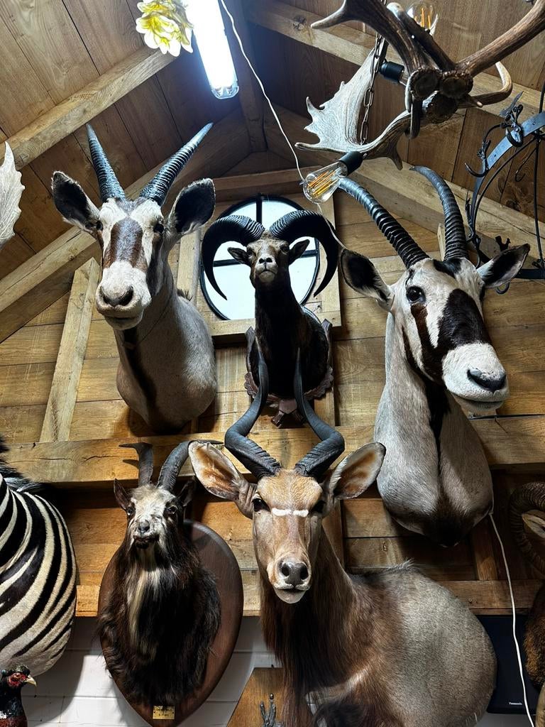 Jacht trofee te koop, Ophalen of Verzenden