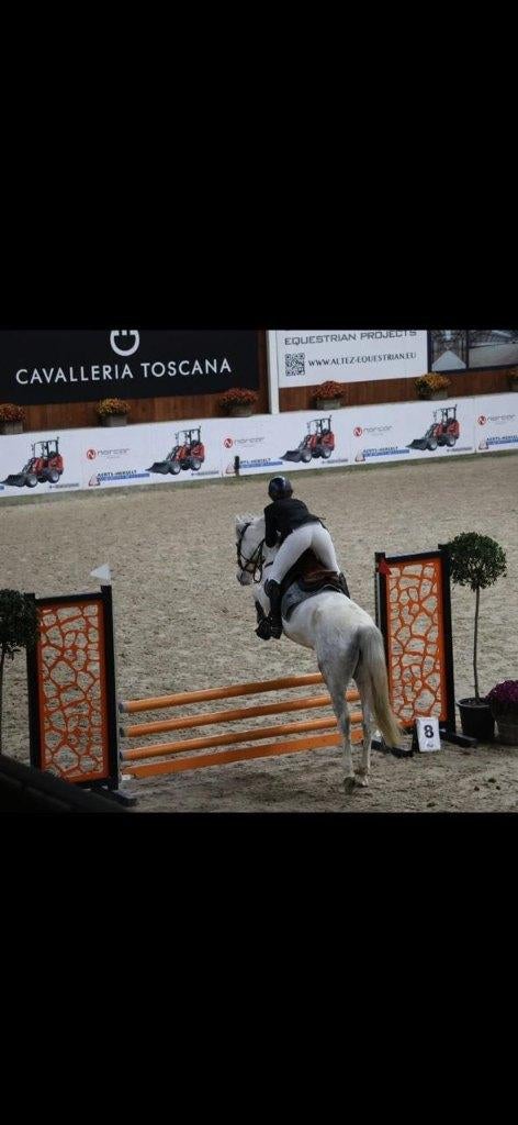 Springpaard / Pony, Dieren en Toebehoren, Paarden, Gechipt, Springpaard, Minder dan 160 cm, Ruin