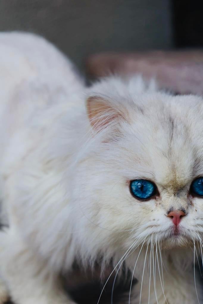 Seal silver shaded point kater, Kater, Met stamboom, 3 tot 5 jaar