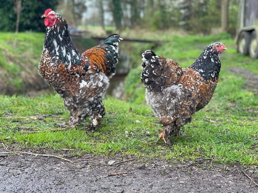 Broedeieren brahma porselein