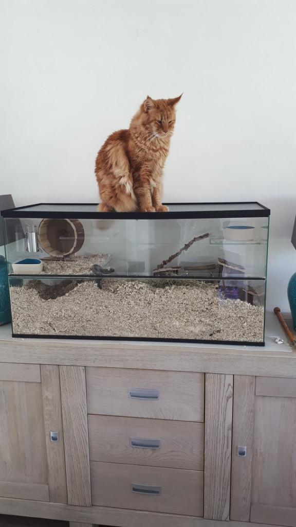 Gerbilarium met extra stevige deksel, Dieren en Toebehoren, Minder dan 60 cm, Nieuw, Ophalen of Verzenden, Hok