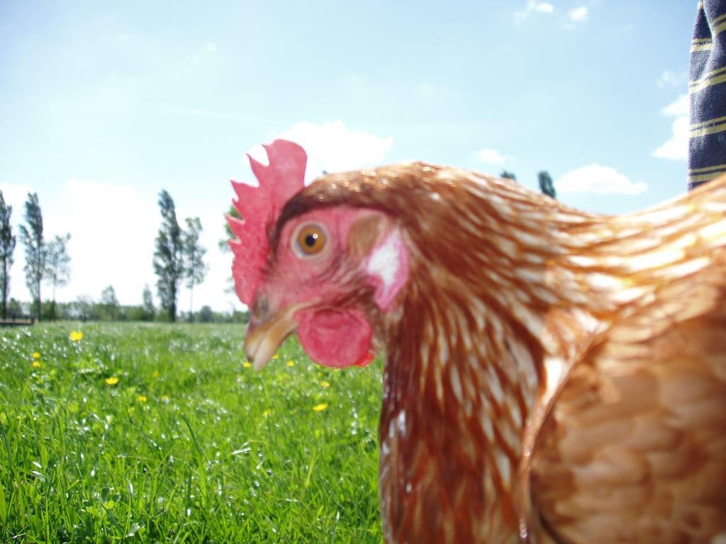 Legkippen biologisch, Januari, Vrouwelijk