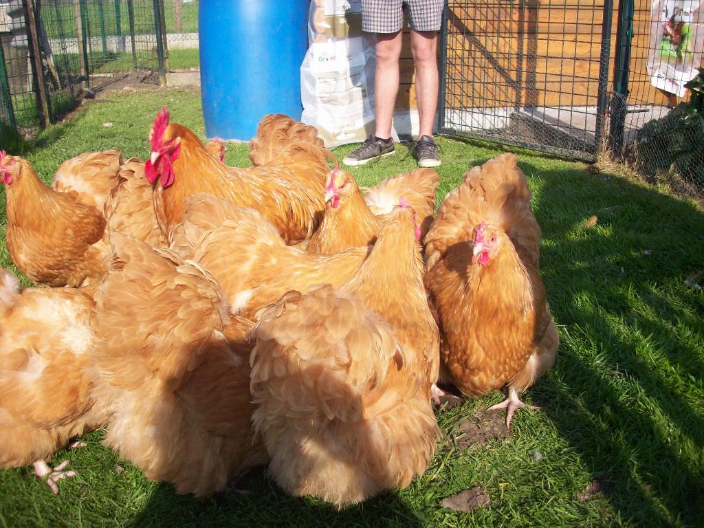 Kuikens, hennetjes orpington buff groothoender, Dieren en Toebehoren, Pluimvee, Kip, Vrouwelijk