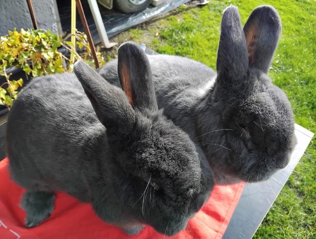 Koppel Wener blauw, Dieren en Toebehoren, Konijnen